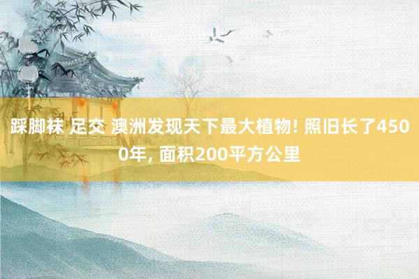 踩脚袜 足交 澳洲发现天下最大植物! 照旧长了4500年， 面积200平方公里